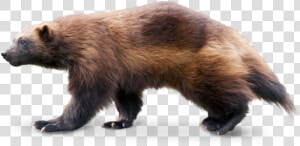 Wolverine Animal Transparent   Png Download   Wolverine Animal No Background  Png Download