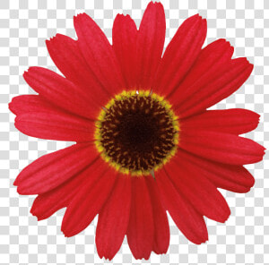 Barberton Daisy Flower Common Daisy   Orange Red Daisy Flower  HD Png Download