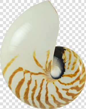 Transparent Shell Png   Nautilus Shell Png  Png Download