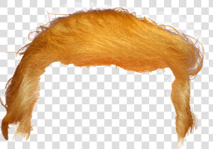 Donald Trump Frisur Png  Transparent Png