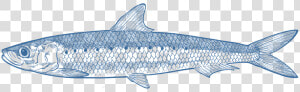 Pacific Sturgeon  HD Png Download