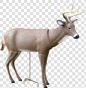 Scar Deer Decoy   Decoy Deer  HD Png Download