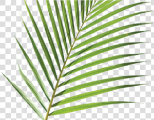 Palm Branch Cliparts   Palm Sunday Palm Transparent  HD Png Download