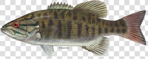 Illustration Of A Smallmouth Bass   Smallmouth Bass Fish  HD Png Download