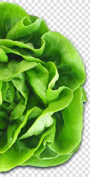 Auto Draft   Lettuce  HD Png Download