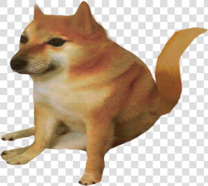 Mammal Vertebrate Dog Canidae Shiba Inu Dog Breed Carnivore  HD Png Download