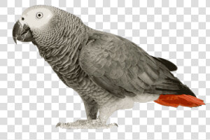 African Grey Parrot Clipart Transparent   African Grey Parrot Png  Png Download