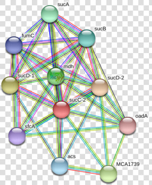 Succ 2 Protein   Circle  HD Png Download