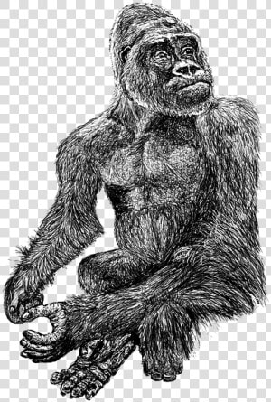 Gorilla  Black  Zoo  White  Hairy  Line  Art  Drawing   Common Chimpanzee  HD Png Download