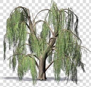 Weeping Willow   Weeping Willow Png  Transparent Png