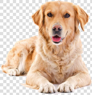 Golden Retriever Png Background   Transparent Background Golden Retriever Png  Png Download