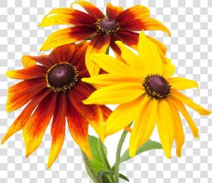 Black eyed Susan  HD Png Download