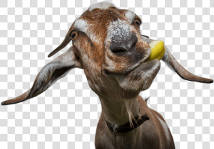 Get Started   Funny Goat  HD Png Download