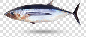 Albacore Tuna   Atlantic Bluefin Tuna  HD Png Download