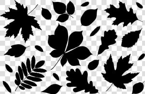 Autumn Leaves Silhouettes   Autumn Leaves Silhouette  HD Png Download