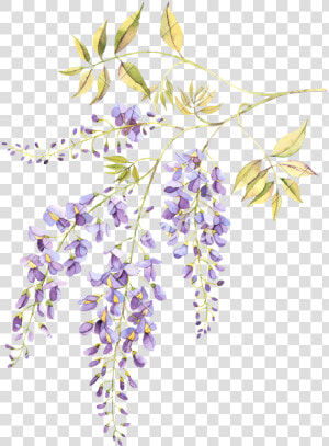 Wisteria Blossom Watercolor  HD Png Download