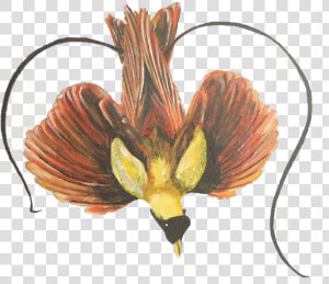 Bird Of Paradise Plant Png  Transparent Png