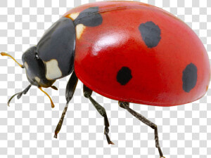 Ladybug Insect Png Image With Transparent Background   Transparent Ladybug Png  Png Download