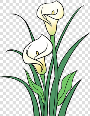 Stem Drawing Lily Flower Transparent Png Clipart Free   Calla Lily Flower Drawing  Png Download