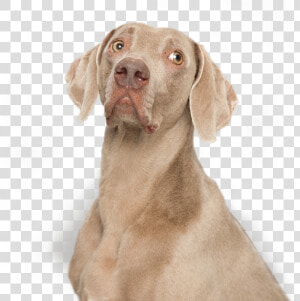 Weimaraner   Png Download   Weimaraner  Transparent Png