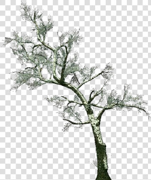 3d Trees   Common Hawthorn   Acca Software   Biancospino Albero Png  Transparent Png