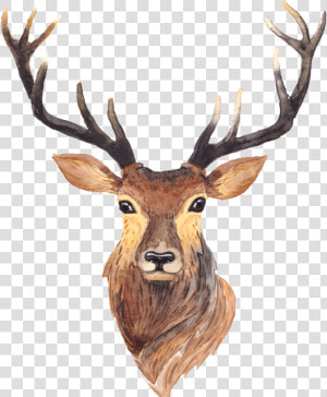 Red Deer Moose Antler Painting   Deer Antlers Animation  HD Png Download