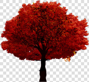  fall  autumn  tree   Arbre Sur Fond Blanc  HD Png Download