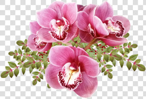 Flores  Orquídeas  Hojas  Exóticas  Tropicales  Cortar   Moth Orchid  HD Png Download