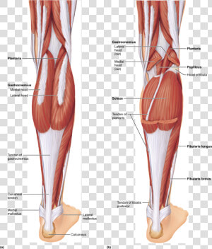 Anatomical Muscle Stretching Png   Label The Muscles Of The Posterior Right Leg  Transparent Png