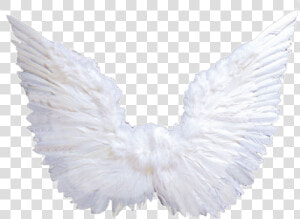 Pigeons And Doves   Png Download  Transparent Png