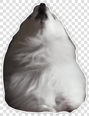 Gabe The Dog Png  Transparent Png