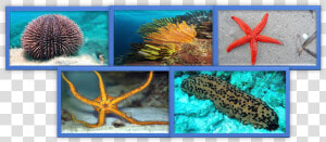 Imagen1   Marine Biology  HD Png Download