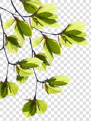 Tree Branches With Leaves Png   Aesthetic Dog  Transparent Png