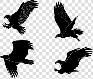 Eagles Silhouettes Set By Rajesh Misra   Transparent Bald Eagle Silhouette  HD Png Download