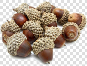 Acorn Png Photo   Acorns Png  Transparent Png