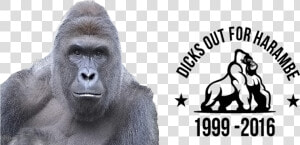  filter  Dicks Out For Harambe   Dicks Out For Harambe Flag  HD Png Download