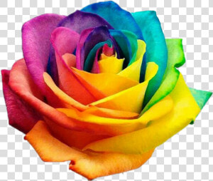  rose  roses  rainbow  rainbowrose  flower  flowers   International Day Against Homophobia  HD Png Download