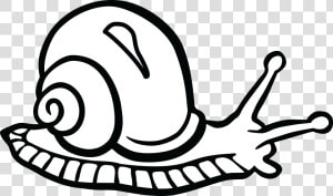 Snail Drawing Png  Picture   Snail Clipart Black And White  Transparent Png