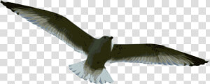 Gulls  HD Png Download