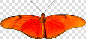 Animal  Butterfly  Flying  Isolated  Wing  Probe   Lycaena  HD Png Download