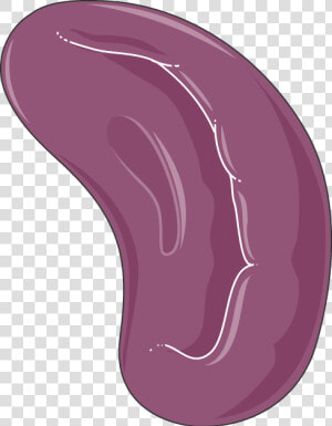 Spleen Png  Transparent Png