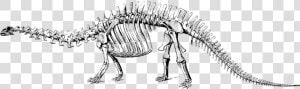 Dinosaur  Fossil  Paleontology  Skeleton   Dinosaur Fossil Clipart Png  Transparent Png