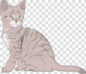 Australian Mist wild Cat carnivoran   Cat Drawing With Color  HD Png Download