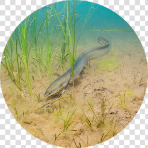 American Eel   Ontario Species Endangered Act American Eel  HD Png Download