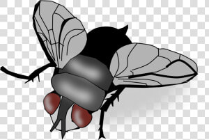 Insect Fly Clip Art   House Fly Clipart Png  Transparent Png