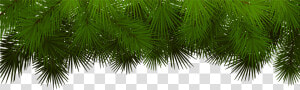 Pine Branches For Decoration Christmas Tree Branch   Christmas Pine Branch Png  Transparent Png