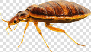 Bed Png   Bed Bugs Control Png  Transparent Png