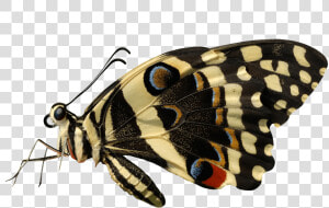 Butterfly Sideview   Butterfly Side View Png  Transparent Png