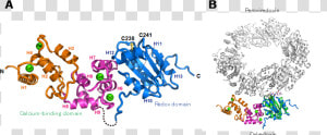 Calredoxin  A Novel Protein For Promoting Efficient   Illustration  HD Png Download