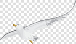 Seabird  HD Png Download